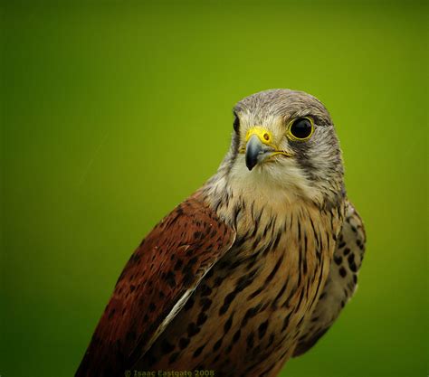 The birds of prey are a team of vigilante women dedicated to combating organized crime and corruption beyond the capability of conventional. Falcon @ Cornish Birds of Prey - Pentax User Photo Gallery