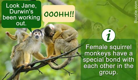 Stunning Facts About Squirrel Monkeys Primates With Large