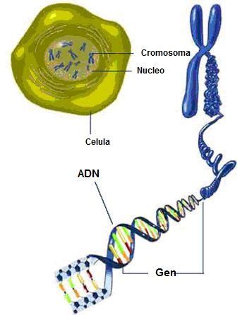 Cromosomas Que Son Tipos De Cromosomas Y Partes