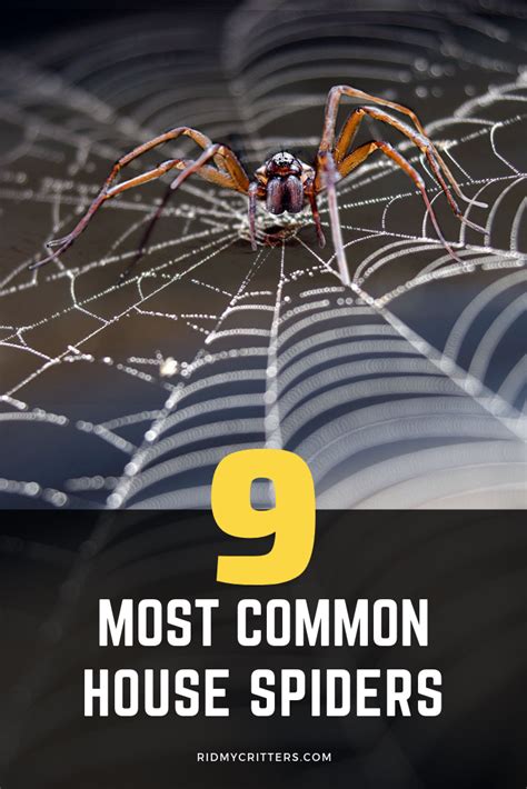 9 Most Common House Spiders Harmless Or Burn Down The House House