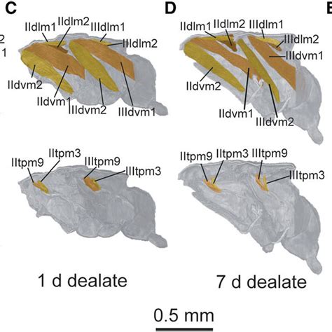 Three Dimensional Reconstructions Of The Main Flight Muscles During