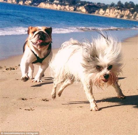 Mit einem trinkbrunnen für hunde und katzen tun sie ihren hunden und. Lewis Hamilton's dogs have their own Instagram account ...