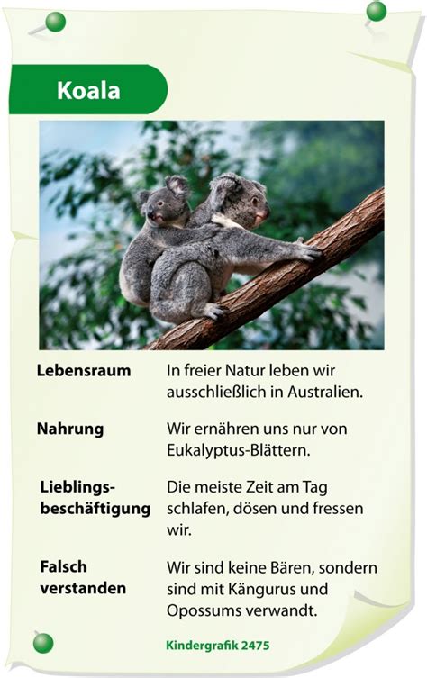 Kindergrafik Steckbrief Koala 20 01 2015 Duda News