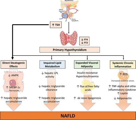 Pathogenesis Of Hypothyroidism Induced Nafld Evidence For A Distinct