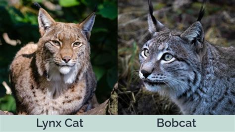 Lynx Vs Bobcat How Do They Differ With Pictures Hepper
