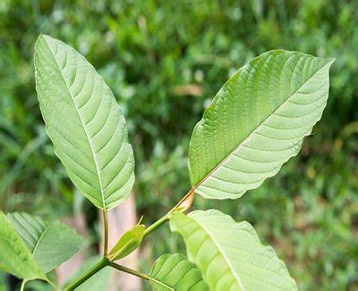 Many hippos know how much kratom to take within 10 servings! Top 10 Euphoria High Herbs That Can Make You Feel High ...