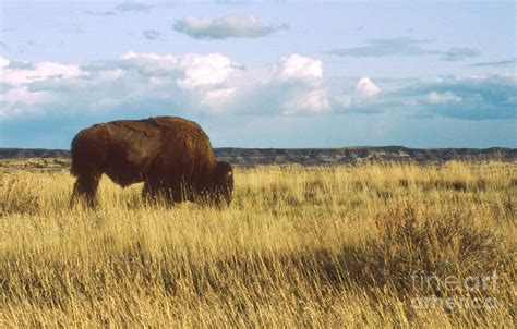 Prairie Buffalo Photograph By Debra Melton