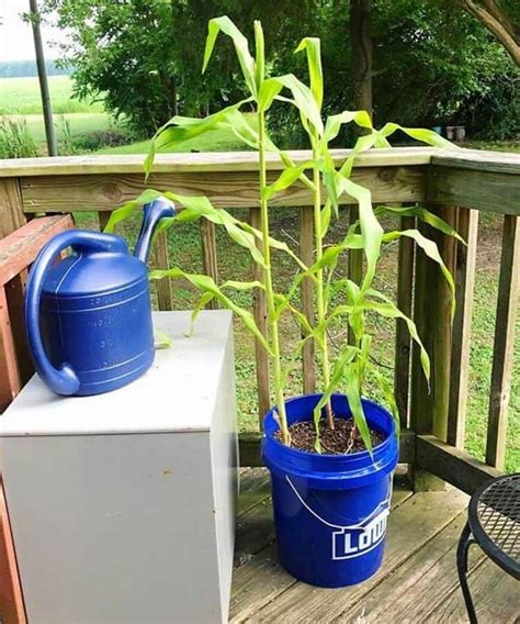 Water Regularly Growing Corn Bucket Gardening Corn Plant