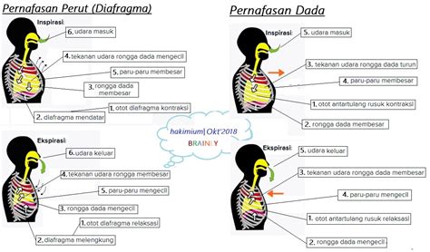 Jelaskan proses pernafasan perut : Apa Yang Di Maksud Pernapasan Dada Dan Pernapasan Perut ...