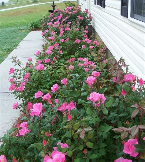 Double pink knockout roses bloom among autumn asters by pawightm (patricia). Pink Double Knock Out® Rose | Knockout roses, Double ...