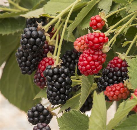 Blackberries Planting Growing And Harvesting Blackberry Bushes The