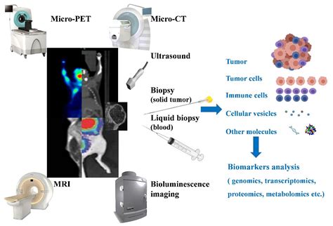 Cancers Free Full Text Mouse Models For Immunotherapy In