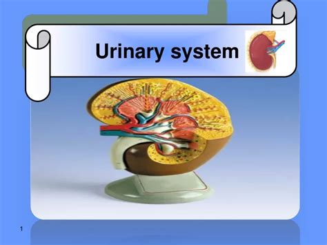 Ppt Urinary System Powerpoint Presentation Free Download Id9613408