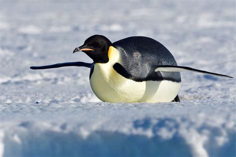 Emperor Penguin Facts Aptenodytes Forsteri