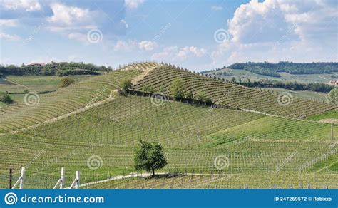 The Vineyards Of Barolo In The Piedmontese Langhe Stock Photo Image