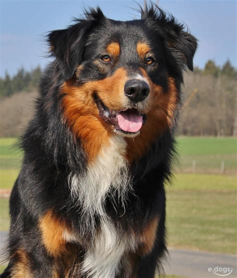 Australian Shepherd Rüde 5 Jahre Black Tri