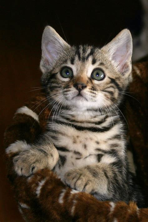 I am now looking for my forever. Marble Male Bengal Kitten ~ "Jameson" ~ shown here at 7 we ...