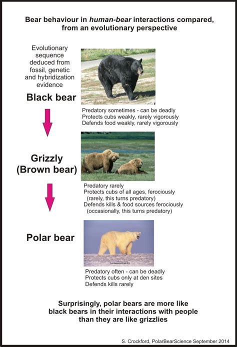 Polar Bear Attacks On Humans An Evolutionary Perspective