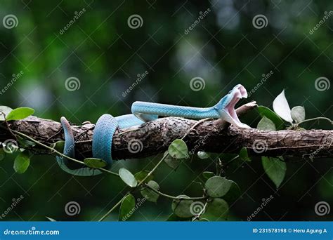 A Poisonous Blue Viper Snake Is Perched On A Tree Branch And Looking For