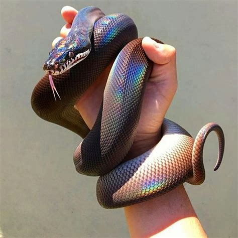 A White Lipped Python Pics