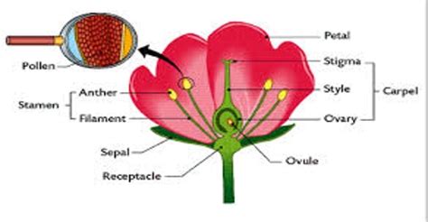 Called stamens, these reproductive organs are made up of two parts: Different Parts of Flower - QS Study