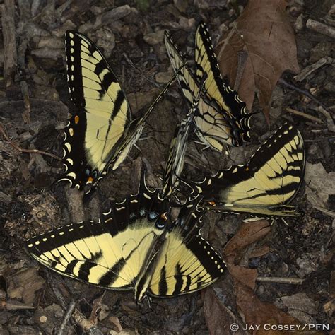 Eastern Tiger Swallowtails Papilio Glaucus Puddling R Flickr