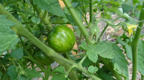 Best Tomato Varieties For The South Hgtv