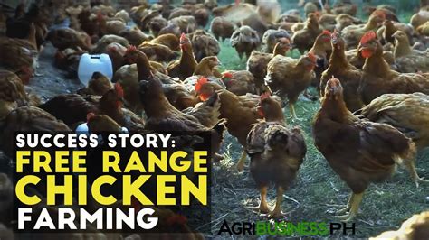 Free Range Chicken Farming Success Story Pamora Free Range Chicken