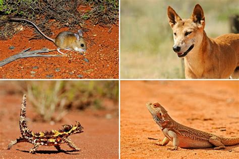 Australian Desert Animals in the Simpson Desert - The Wildlife Diaries