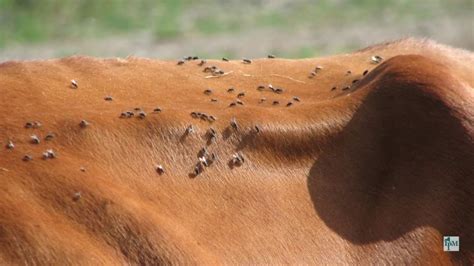 horn flies haematobia irritans on cattle youtube