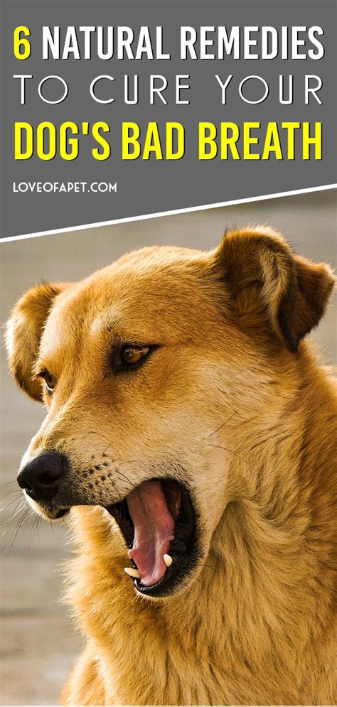 How To Get Rid Of Bad Dog Breath Treatments And Prevention Love Of A