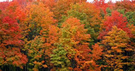 You have lots of time to see Michigan fall colors