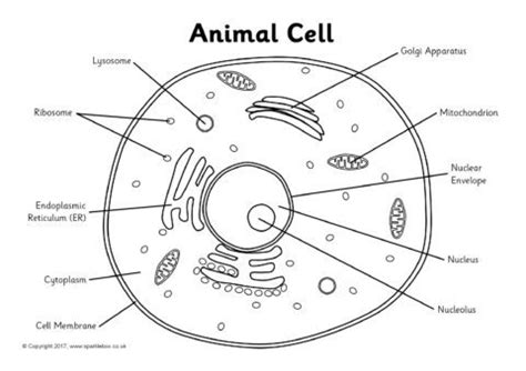 Drag the given words to the correct blanks to complete the labeling! Label the Animal Cell Worksheets