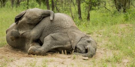 Essential oils, silicones, chemical sunscreens, sls. Go Home Elephants, You're Drunk | HuffPost