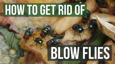 How To Get Rid Of Blow Flies Easy Steps Youtube