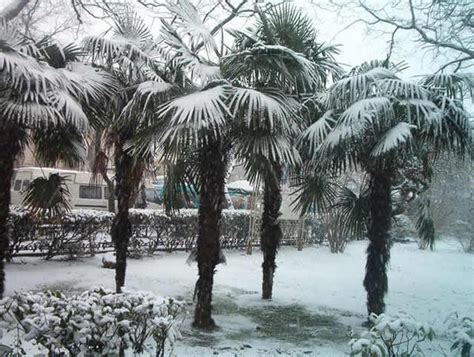 Snow On Palm Trees Photo