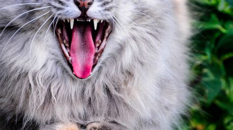 Download Wallpaper 1920x1080 Cat Protruding Tongue Yawn Gray Fluffy