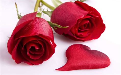 Apr 04, 2021 · the latest tweets from selassie flower (@starrflower16). Flower Profile Pictures | Flowers Profile Pics | Flower DP