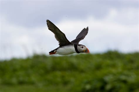 Best Time To See Puffins On The Farne Islands In England 2024 Roveme