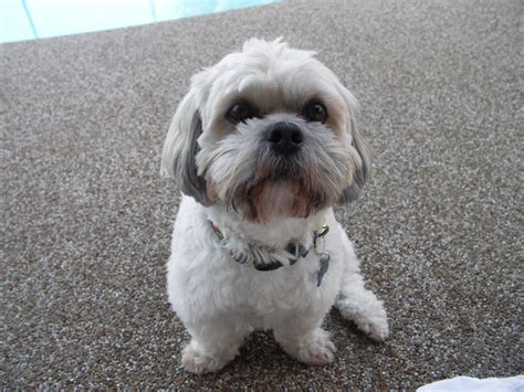 Learn about detailed breed information and bring a puppy home now! HD Animals: small white dog