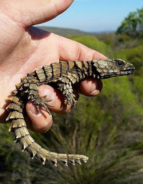The species is endemic to desert areas along the western coast of south africa. The Scorpion and the Frog: 2015