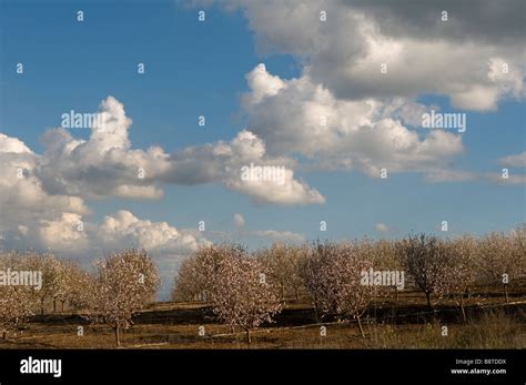 Almond Trees Orchard Galilee Region Israel Stock Photo Alamy