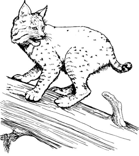 Bobcat On A Tree Coloring Pages Best Place To Color Tree Coloring