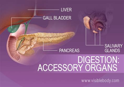 [diagram] diagram of accessory organs mydiagram online