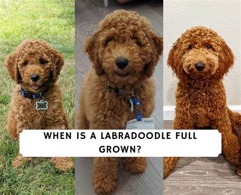 When Is A Labradoodle Full Grown We Love Doodles