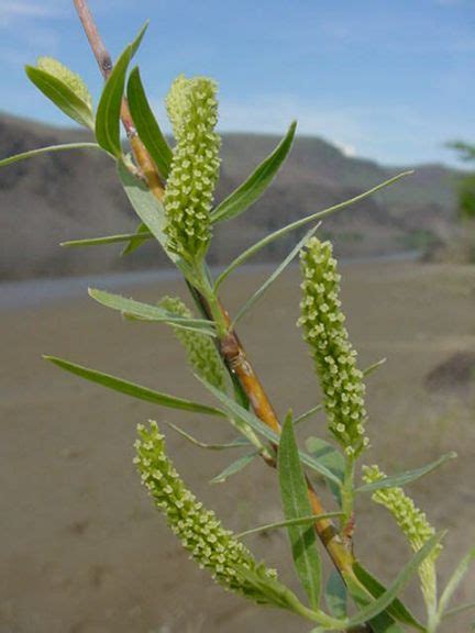 Salix Exigua