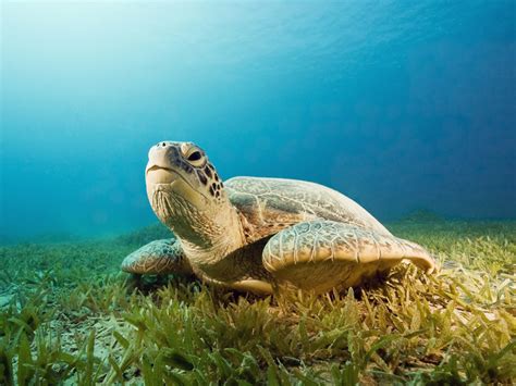 The eggs are like jelly. Facts about sea turtles