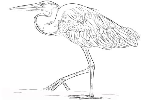 Great Blue Heron Coloring Page Colouringpages