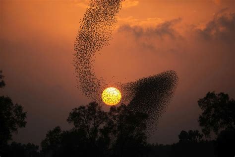 Photos Flock Of Starlings Dance In The Sky