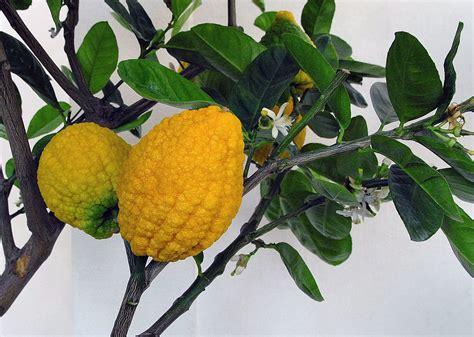 Here we have to infer from the limited available data from the studies that we have looked at thus far. Citron - Wikipedia